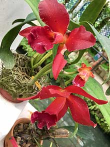 Rio de Janeiro Orchid House in the Botanical Garden red orchid