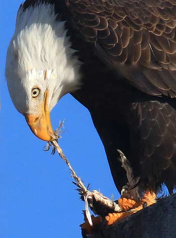 Northern California eagle feeding baby