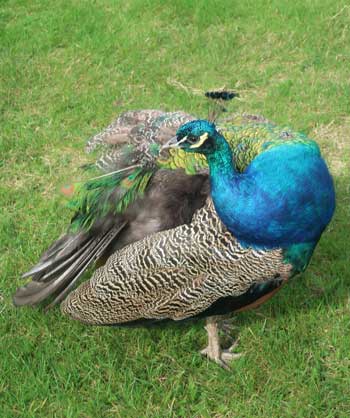 Kew Gardens peacock