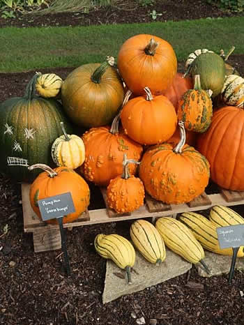 Kew Gardens pumpkins and squash