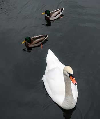 Kew Gardens swan and ducks