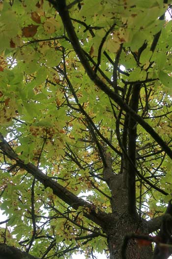 Kew Gardens tree