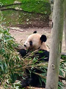Panda Mang Zei chows down