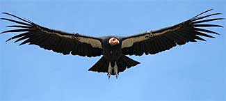 condor