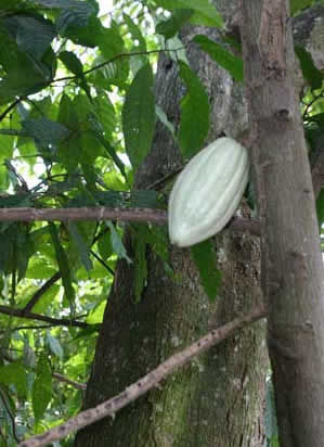 Chocolate cacao fruit