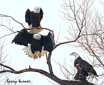 Klamath Basin National Wildlife Refuge Complex eagles