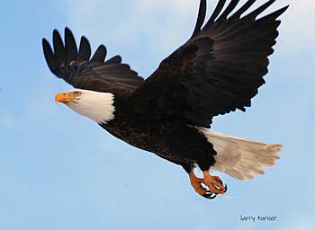 Klamath Basin National Wildlife Refuge Complex eagles