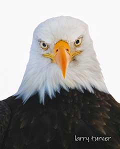Klamath Basin National Wildlife Refuge Complex eagles