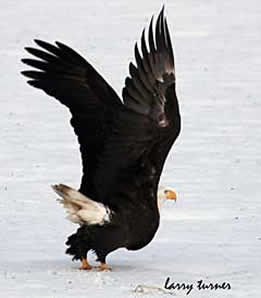 Klamath Basin National Wildlife Refuge Complex eagles