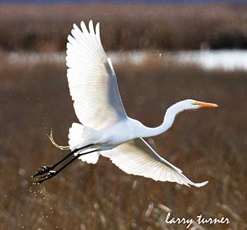 Klamath Basin National Wildlife Refuge Complex sandhill cranes, white pelicans and shorebirds