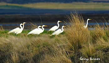 Klamath Basin National Wildlife Refuge Complex sandhill cranes, white pelicans and shorebirds