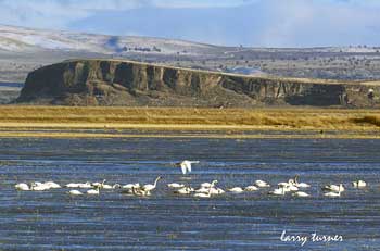 Klamath Basin National Wildlife Refuge Complex geese, swans and ducks