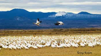 Klamath Basin National Wildlife Refuge Complex geese, swans and ducks