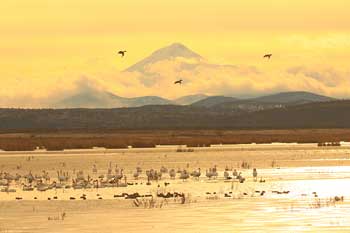 Klamath Basin National Wildlife Refuge Complex geese, swans and ducks
