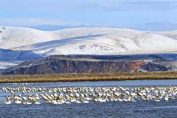 Klamath Basin National Wildlife Refuge Complex geese, swans and ducks