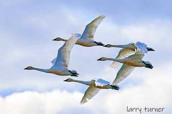 Klamath Basin National Wildlife Refuge Complex geese, swans and ducks