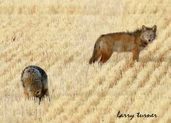 Klamath Basin National Wildlife Refuge Complex foxes