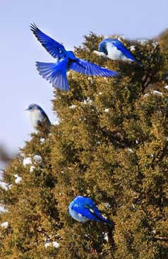 Klamath Basin National Wildlife Refuge Complex blue birds
