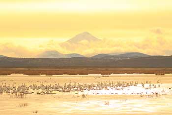 Klamath Basin National Wildlife Refuge Complex Mt Shasta