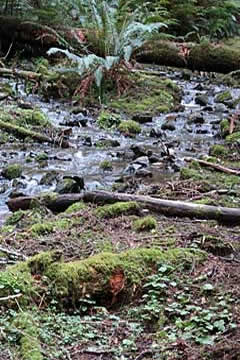 Bubbling creek