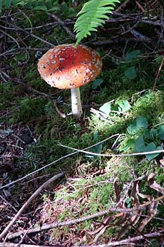 Oregon coast trailside mushrooms