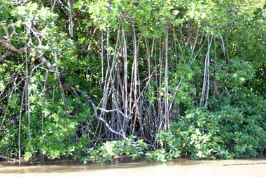 chiapas_la_encrucijada_biosphere_reserve_mangroves