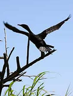 Chiapas Laguna Catazaja cormorant