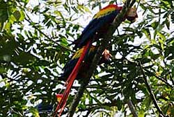 Chiapas scarlet macaw
