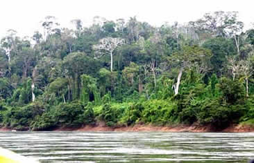 Chiapas Rio Usumacinta riverbank