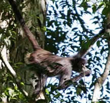 Chiapas Usumacinta spider monkey