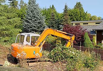 Bulldozing blackberries