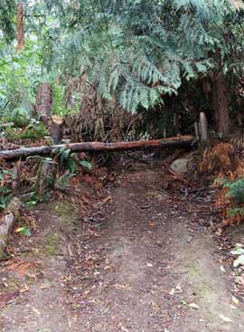 Sasquatch road block