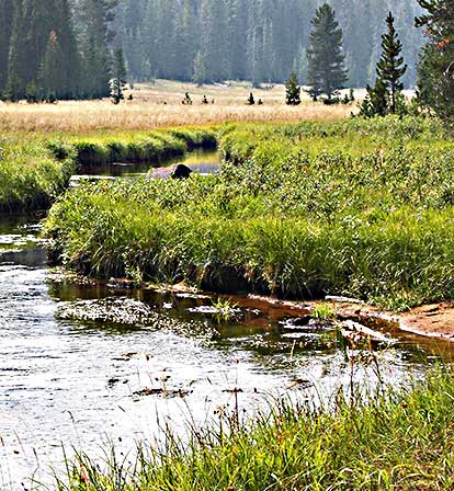 Montana stream