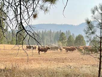 The herd, the Yosemite cowboy and his dog