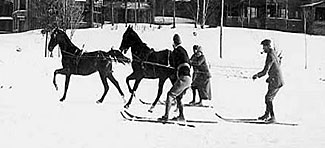 Skijoring with horses
