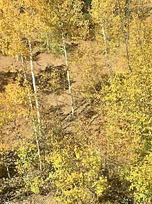 Aspen Trees along the Pike’s Peak Cog Railroad route.