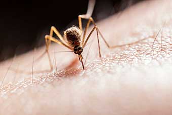 Mosquito biting