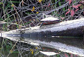 Turtle on log