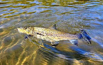 Gore, New Zealand, brown trout capital