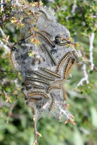 Hart Mountain National Antelope Refuge, Oregon, nesting tent caterpillars