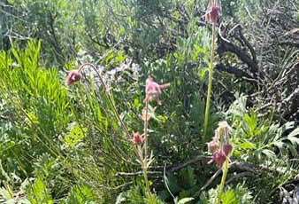 Hart Mountain National Antelope Refuge, Oregon, Old Man's Beard