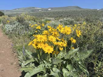 Hart Mountain National Antelope Refuge, Oregon, wildflowers