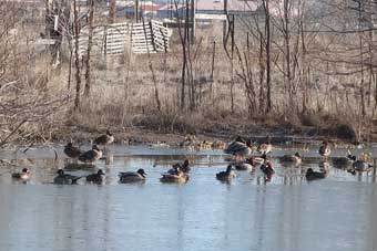 Avian sculptor Stefan Savides backyard pond refuge