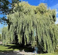 Christchurch weeping willow