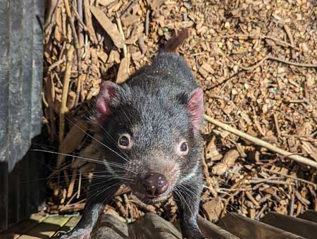 Baby Tasmanian Devil