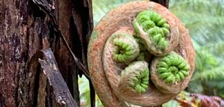 Fiddlehead fern