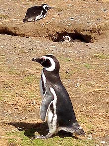 Pagagonia, Magdalena Island penguins