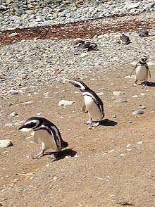 Pagagonia, Magdalena Island penguins