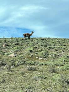 Patagonia, Torres del Paine Guanaco