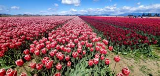 Skagit County tulip field